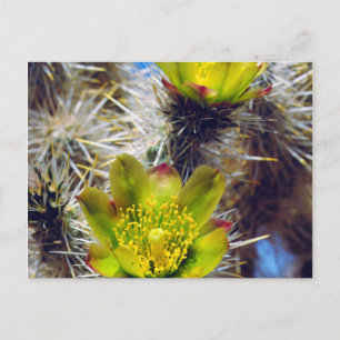 Silber Cholla Kaktus Wildblumen Postkarte