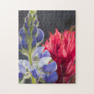 Silber-Lupine, Lavendel-Pinsel