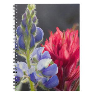 Silber-Lupine, Lavendel-Pinsel Notizblock