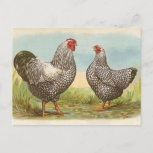 Silber-schwarze Wyandotten Postkarte