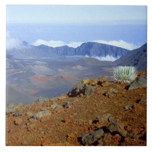 Silber-Schwertlilie am Rand des Haleakala-Kraters  Fliese