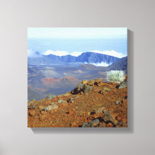 Silber-Schwertlilie am Rand des Haleakala-Kraters  Leinwanddruck