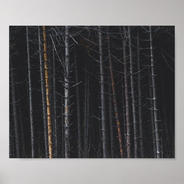 Silber- und Goldbaumstämme Poster (Vorne)