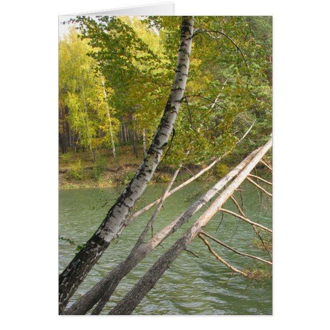 Silberbirken, die sich über die Flusskarte lehnen (Vorne)