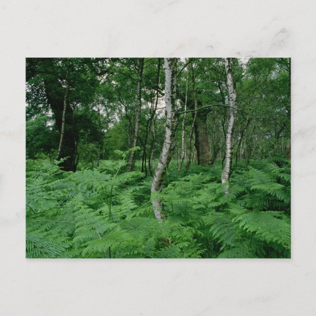 Silberbirken und Farne, Sherwood Forest Postkarte (Vorderseite)