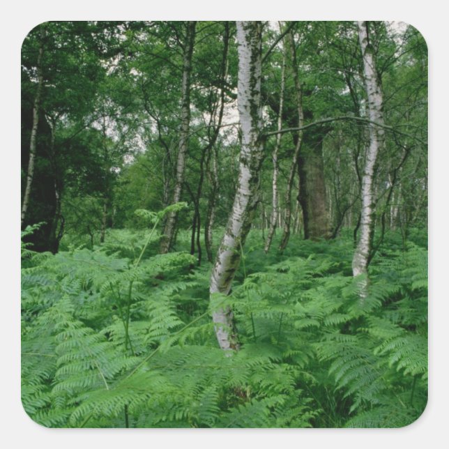 Silberbirken und Farne, Sherwood Forest Quadratischer Aufkleber (Vorderseite)