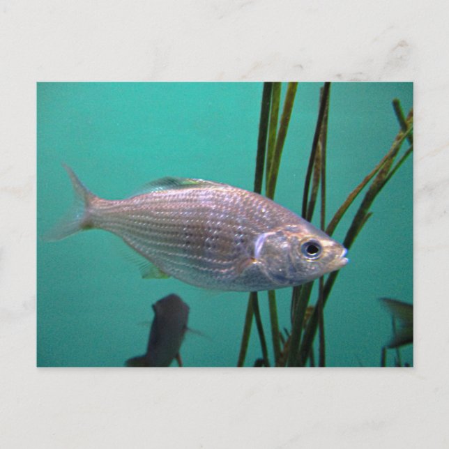 Silberfisch Postkarte (Vorderseite)