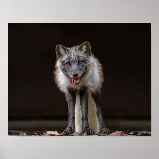 Silberfuchs fesseln poster (Vorne)
