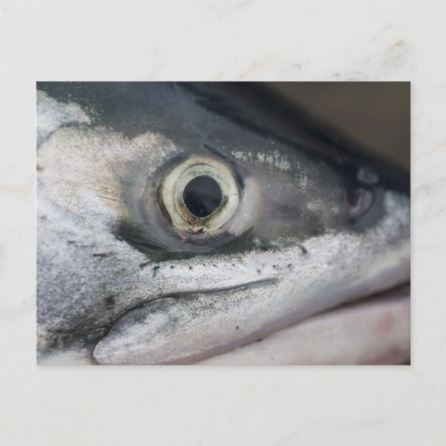 Silberlachsgesicht Postkarte (Vorderseite)