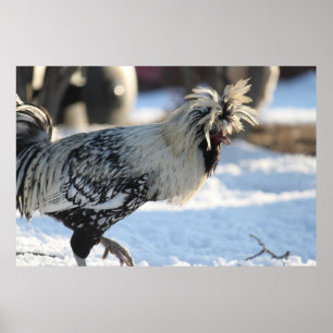 Silberlackiertes Polnisch Crested Poster