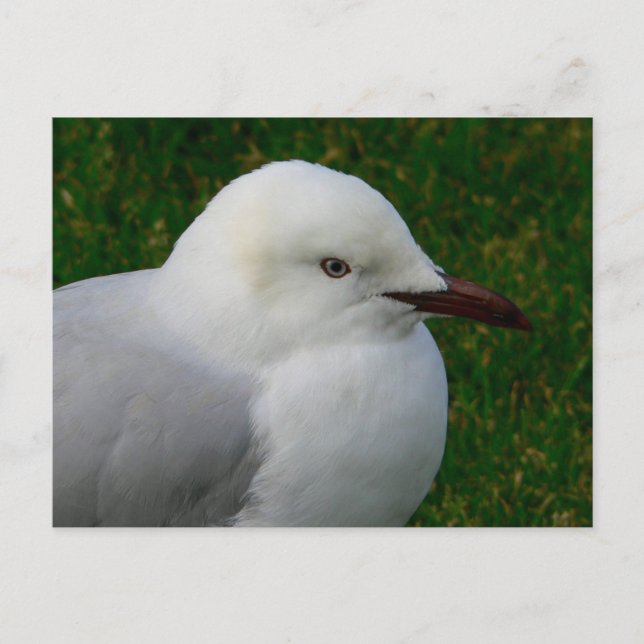 Silbermöwe Postkarte (Vorderseite)