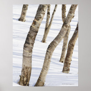 Silberne Birken-Bäume in der schneebedeckten Poster