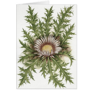 Silberne Distel-Sammlung
