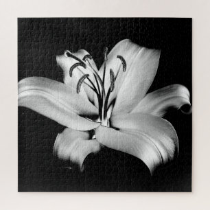 Silberne Lilie: Monochrome Floral Eleganz.
