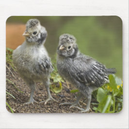 Silberne polnische Küken Mousepad