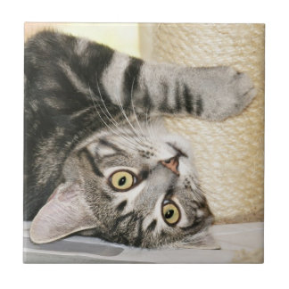 Silberne Tabbykatzen-Gesichtsfliese Fliese