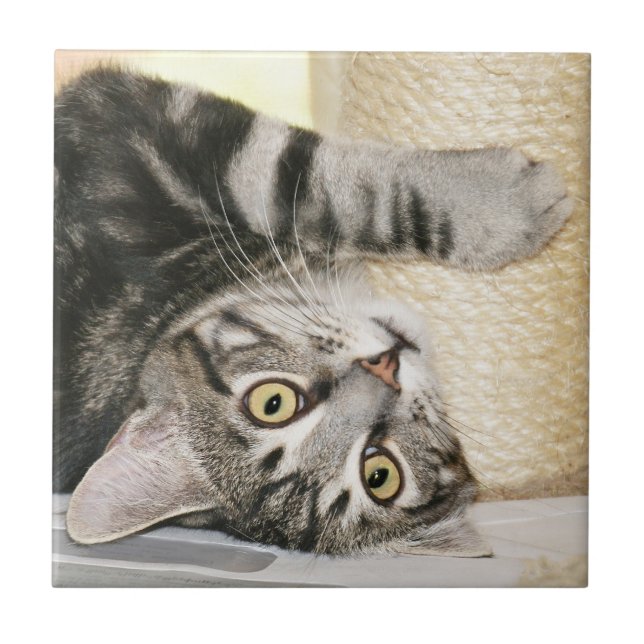 Silberne Tabbykatzen-Gesichtsfliese Fliese (Vorderseite)