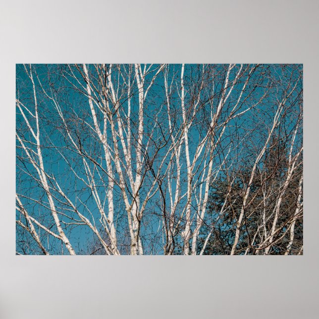 Silberne Zweige in der Sonne Poster (Vorne)
