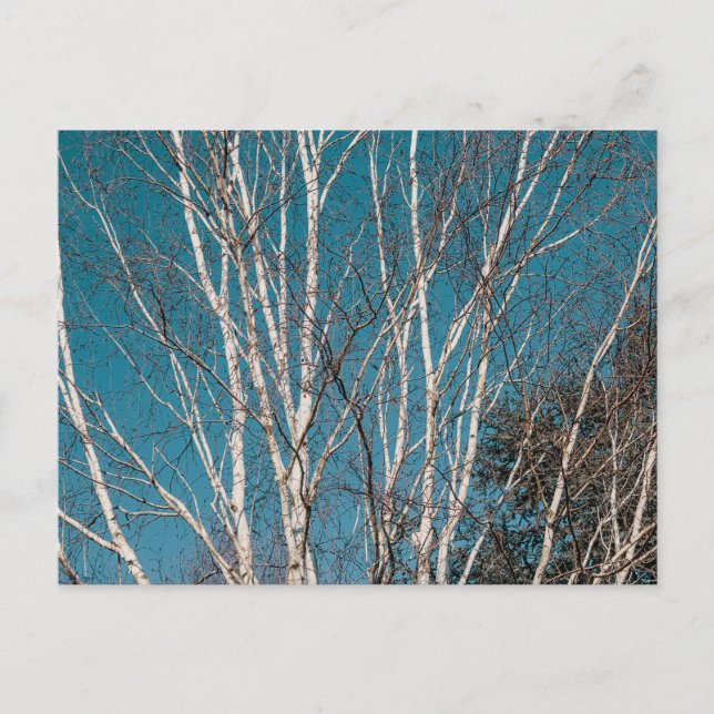 Silberne Zweige in der Sonne Postkarte (Vorderseite)