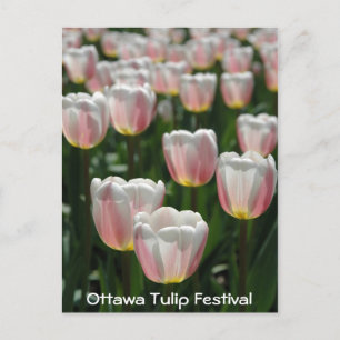 Silberrosa Tulpen Postkarte