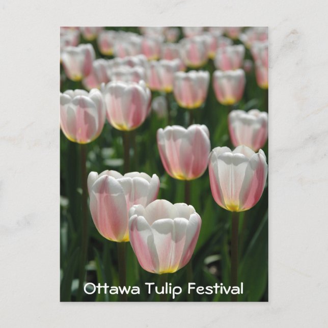 Silberrosa Tulpen Postkarte (Vorderseite)