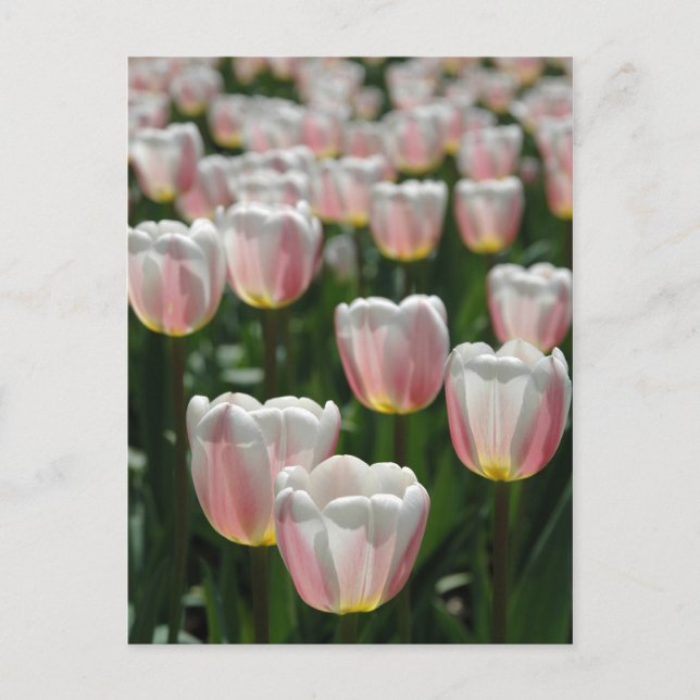 Silberrosa Tulpen Postkarte (Vorderseite)