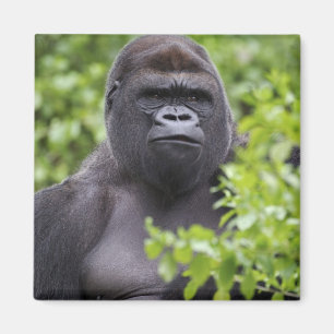 Silberrücken-Flachlandgorilla, Gorilla gorilla, Magnet