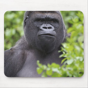 Silberrücken-Flachlandgorilla, Gorilla gorilla, Mousepad
