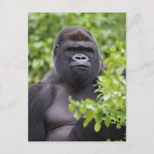Silberrücken-Flachlandgorilla, Gorilla gorilla, Postkarte
