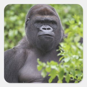 Silberrücken-Flachlandgorilla, Gorilla gorilla, Quadratischer Aufkleber