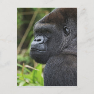 Silberrücken-Flachlandgorilla, Gorilla in Gefangen Postkarte