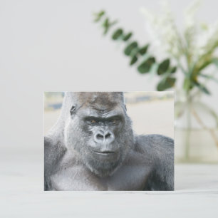 Silberrücken Unvergessliche Präsenz Postkarte