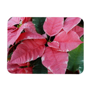 Silberstern-Marmor-Weihnachtssterne Rosa Holiday F Magnet