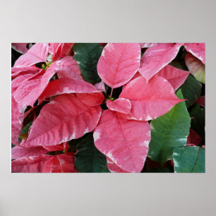 Silberstern-Marmor-Weihnachtssterne Rosa Holiday F Poster