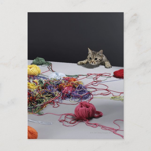 Silbertablette Katzenklettern über Tischkante Postkarte (Vorderseite)