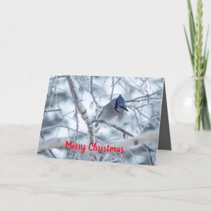 Silence Wonders Carte de Noël Blue Jay
