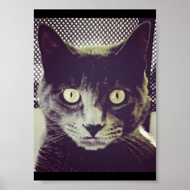 Silent Kitty Poster (Vorne)