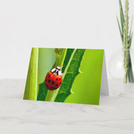 Silent Wunder leere Grußkarte Ladybug Karte