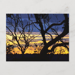 Silhouette Arbres Skyscapes Carte postale
