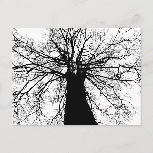 Silhouette d'arbre noir et blanc - Carte postale (Devant)