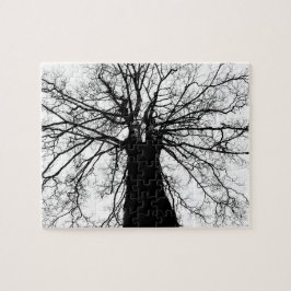 Silhouette der Bäume in Schwarz und Weiß