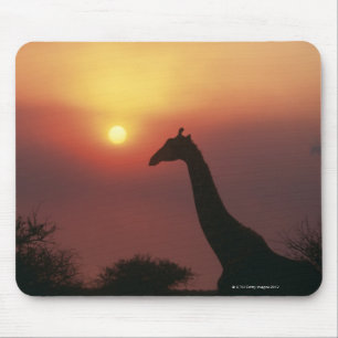 Silhouette der Giraffe (Giraffa Camelopardalis) Mousepad