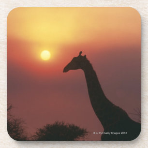 Silhouette der Giraffe (Giraffa Camelopardalis) Untersetzer