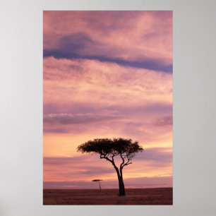 Silhouette des Akazienbaums bei Sonnenaufgang Poster