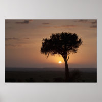 Silhouette des Baumes auf schlicht, Masai Mara 2