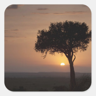 Silhouette des Baumes auf schlichten, Masai Mara 2 Quadratischer Aufkleber