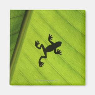 Silhouette des Frosches durch Bananenblatt Magnet