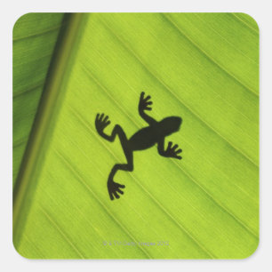 Silhouette des Frosches durch Bananenblatt Quadratischer Aufkleber