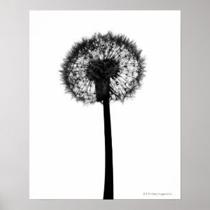 Silhouette des Löwenzahns Poster