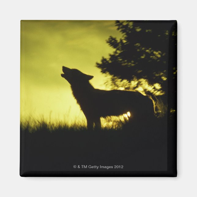 Silhouette des Wolfhechens Magnet (Vorne)